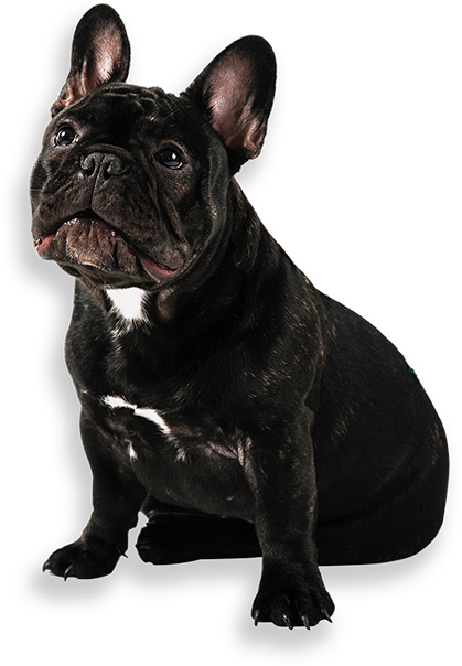 dog-img